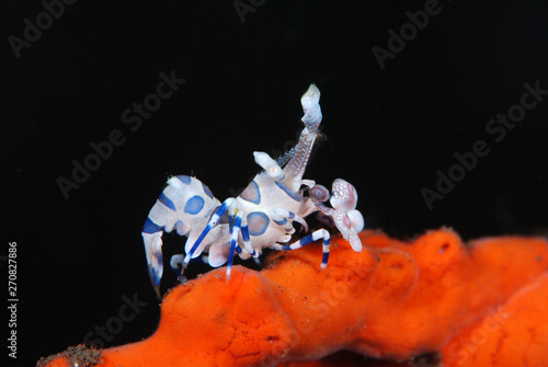 Incredible underwater world - Hymenocera picta - Harlequin shrimp. Eating/feeding starfish. Underwater macro photography. Tulamben, Bali, Indonesia.  photo