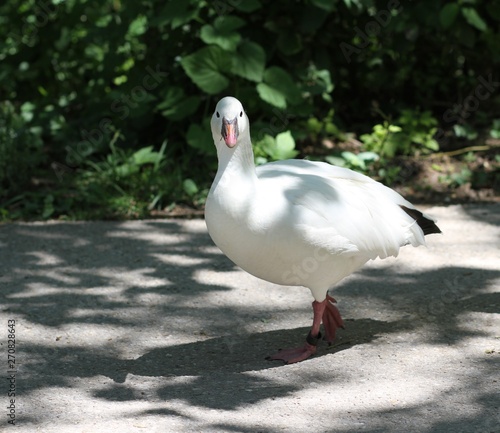 Ross's goose (scientific name: Anser rossii)  photo