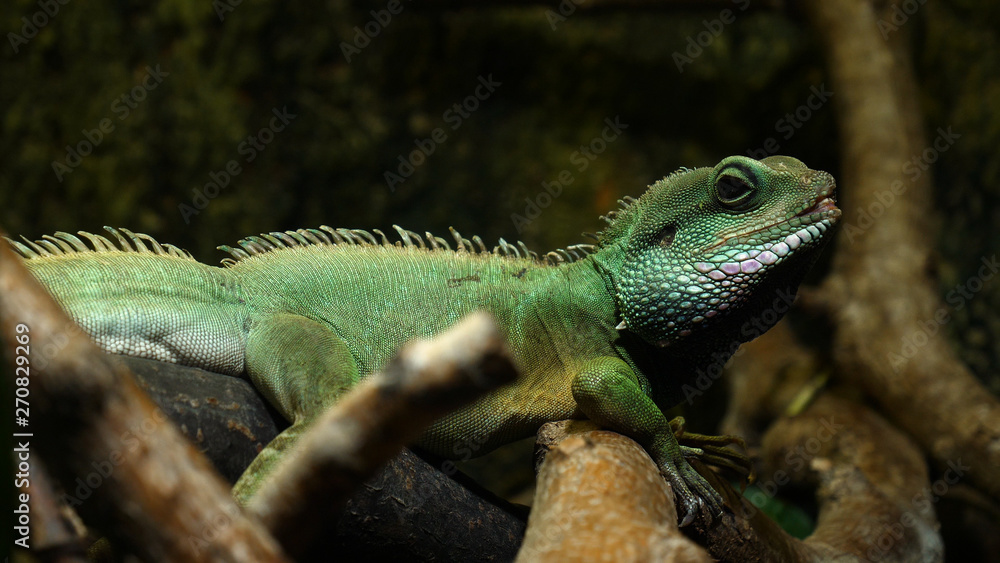 Fototapeta premium Chameleon ( Lizard ), panther, catching insect, reptile, Chamaeleo using camouflage and walking. Concept of: Zoo, Wildlife, Hunter, Slow motion.