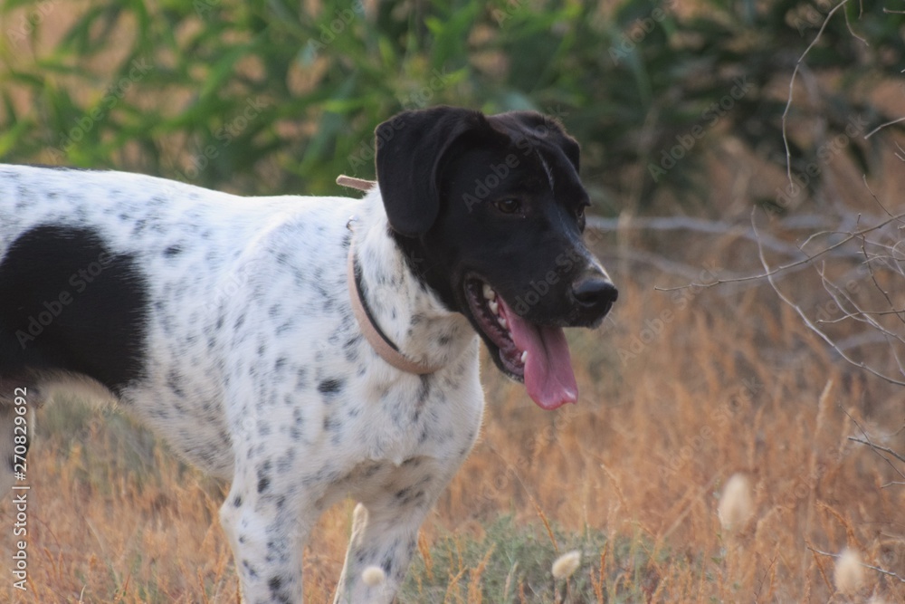 Happy adult english pointed walking dog Happy adult english pointed walking dog