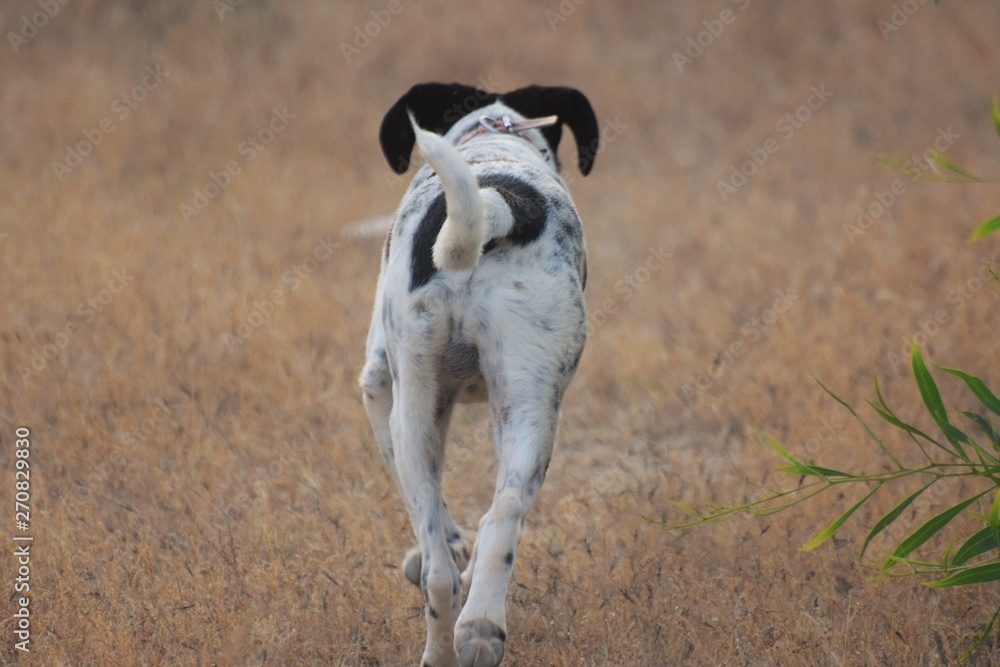 Happy adult english pointed walking dog Happy adult english pointed walking dog