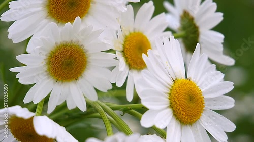 Wildflowers chamomile in a field, in nature.