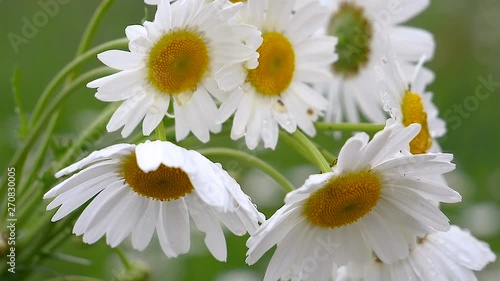 Wildflowers chamomile in a field, in nature.