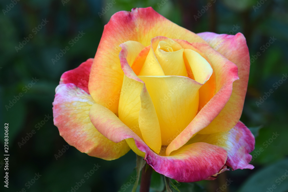 Two Peace Roses Love And Peace Rose