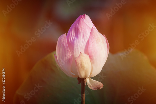 Fototapeta Naklejka Na Ścianę i Meble -  pink lotus flower