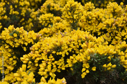 Beautiful Flowering Golden Yellow Gorse Bush Blooming