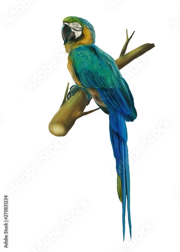parrot hand drawn digital painting illustration white background