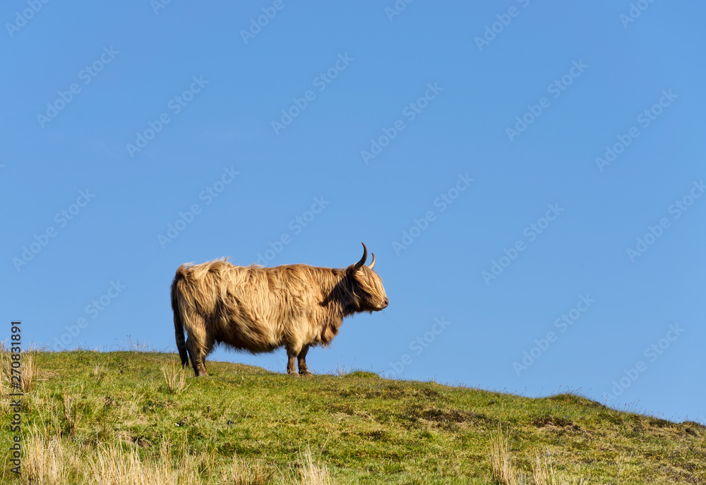 Highland Cow in the Isle of Skye Highland Cow in the Isle of Skye
