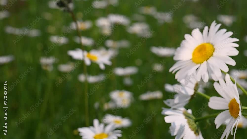 Daisy flower in a field on nature on a sunny day Daisy flower in a field on nature on a sunny day