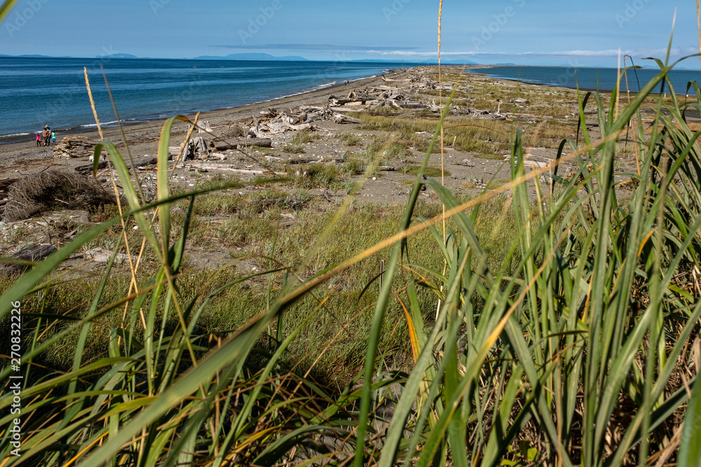 A view of beautiful sandy beach through the long grasses and looking down the length of the beach, nobody in the image