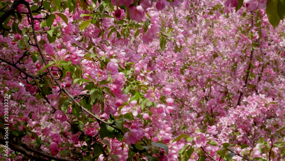 Panning Around Tree Branches With Pink Cherry Blossoms Panning Around Tree Branches With Pink Cherry Blossoms