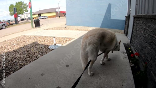 Dog on a leach tied up outside a corner store in the shade on a sunny day, ( 4K footage ) photo