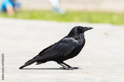 カラス