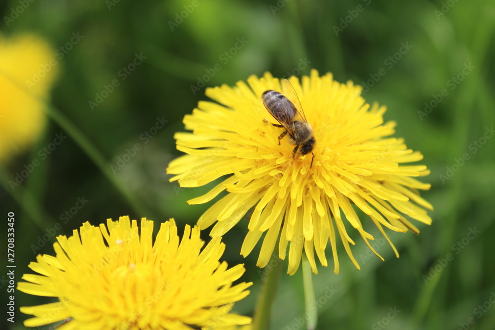 Bee collects nectar from a yellow dandelion Bee collects nectar from a yellow dandelion