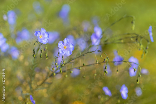 Beautiful blue flax flowers. Flax blossoms. Selective focus.