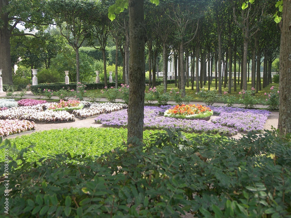 flowers and flower beds in Petergof, Russia