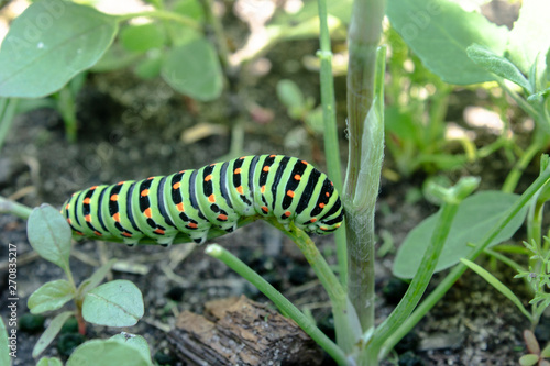 Green caterpillar on the grass. © Maryna Osadcha