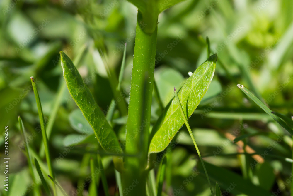 Monarch Butterfly egg on a common milkweed plant Monarch Butterfly egg on a common milkweed plant