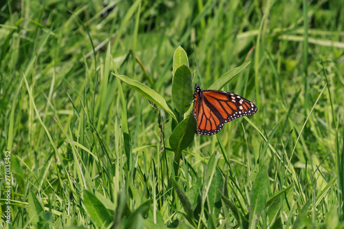 Monarch Butterfly laying an egg on a common milkweed plant. 