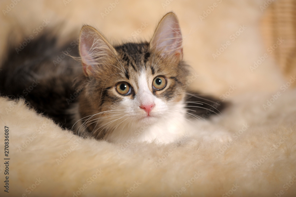 white with brown fluffy kitten white with brown fluffy kitten