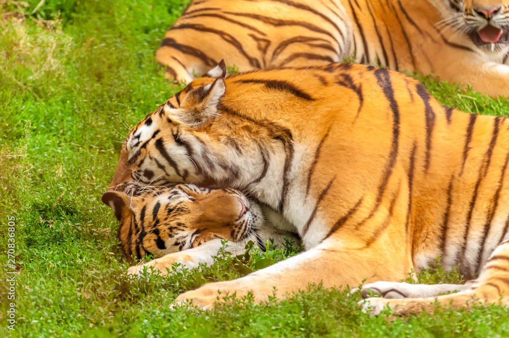 View on the amur tigers playing or fighting View on the amur tigers playing or fighting