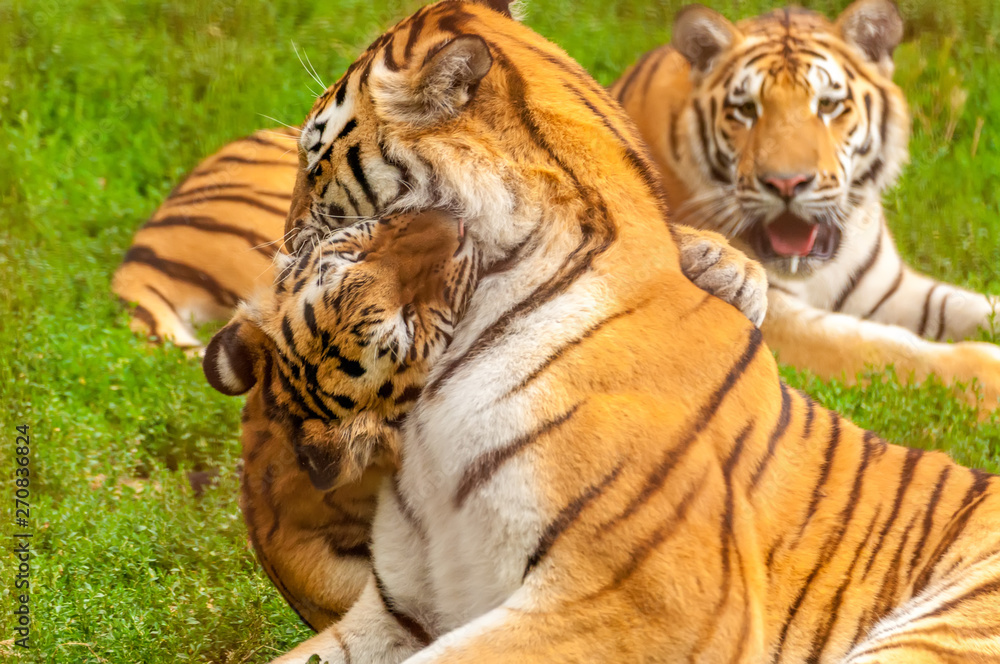 View on the amur tigers playing or fighting