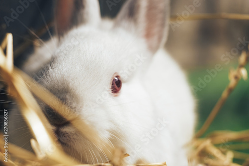 Beautiful young white rabbit on a straw, hay, background.