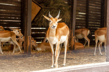 Wandcirkels Antilope Geeuwende blackbuck antilope close-up  © nordantin