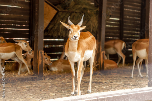 Portrait of a blackbuck antilope in a zoo while yawning