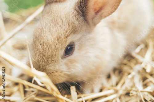 Beautiful young brown rabbit on a straw, hay, background.