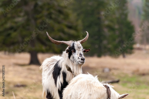 View on a goat standing on the field