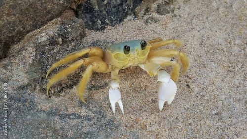 Картината върху платно Atlantic ghost crab (Ocypode quadrata) in the sand