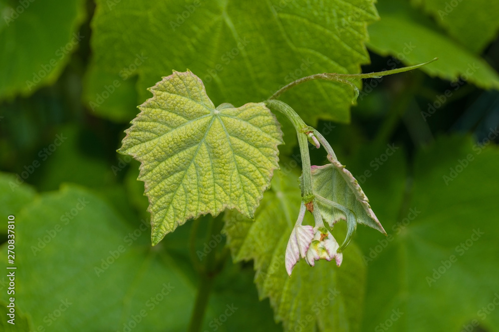 New spring growth on a raspberry plant growing in a vegetable garden in north east Italy New spring growth on a raspberry plant growing in a vegetable garden in north east Italy