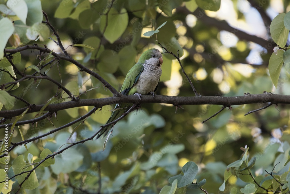 Fototapeta premium Monk parakeet, Myiopsitta monachus, in a tree
