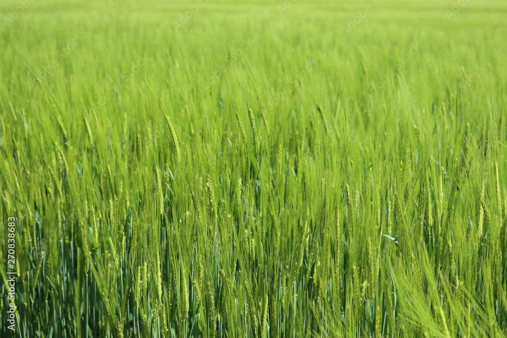 Green wheat field during summer vacation at the farm Green wheat field during summer vacation at the farm