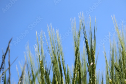 wheat in the cornfield weighs in the summer breeze