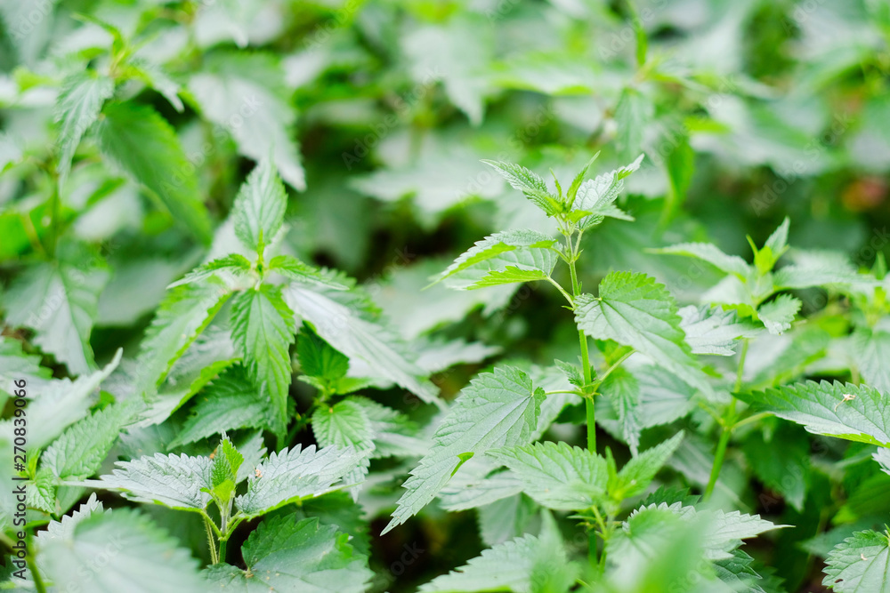 Nettle with green leaves. Nettle with green leaves.