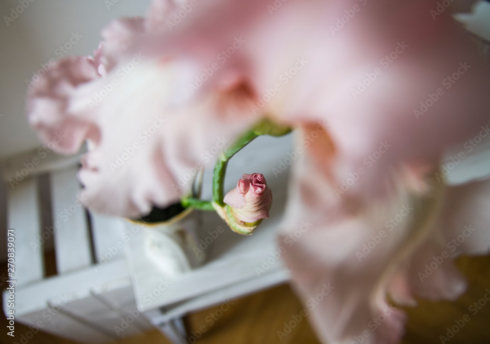 delicate pink iris flower in apartment interior delicate pink iris flower in apartment interior