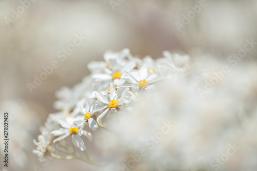 Flora of Gran Canaria - flowering Tanacetum ptarmiciflorum photo