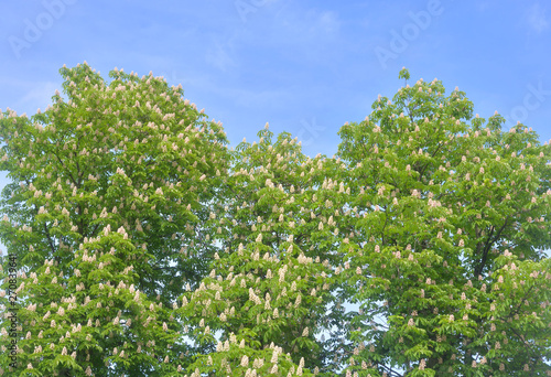 Blooming hestnuts trees.