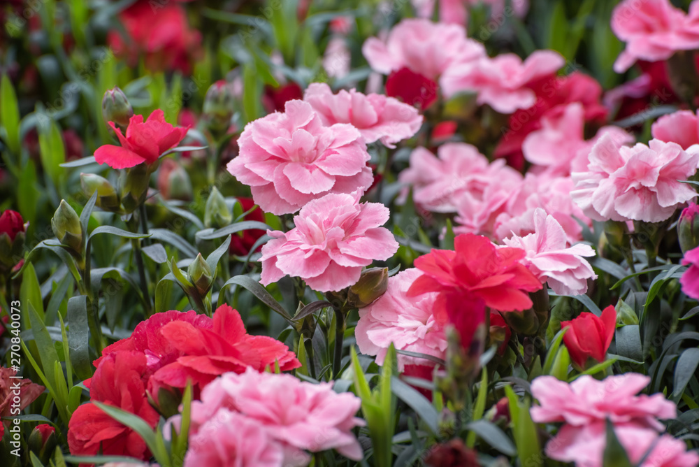 Dianthus caryophyllus, the carnation, clove pink, herbaceous perennial plant. Ornamental flowers for garden, park. The carnation is the national flower of Spain, Monaco, New Zealand, Slovenia Dianthus caryophyllus, the carnation, clove pink, herbaceous perennial plant. Ornamental flowers for garden, park. The carnation is the national flower of Spain, Monaco, New Zealand, Slovenia