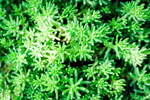 Sedum, succulent plant with green leaves texture background, plants in a garden.