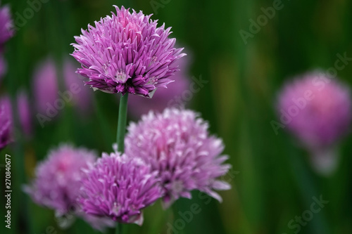 Spring flowers.