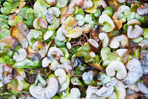 European wild ginger (Asarum europaeum) leaves covered with frost. photo