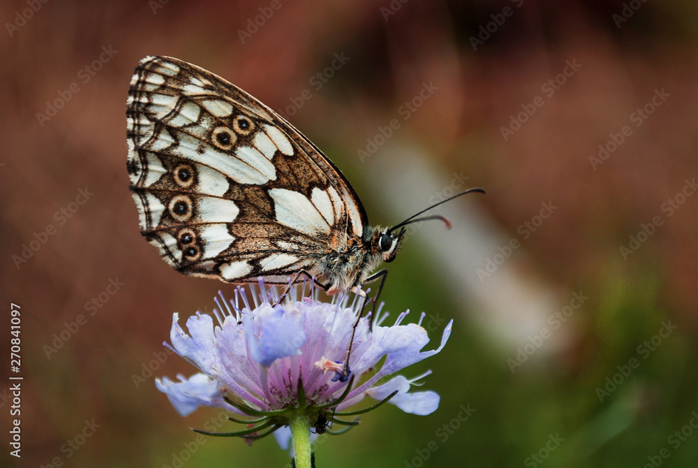 Fototapeta premium butterfly on flower