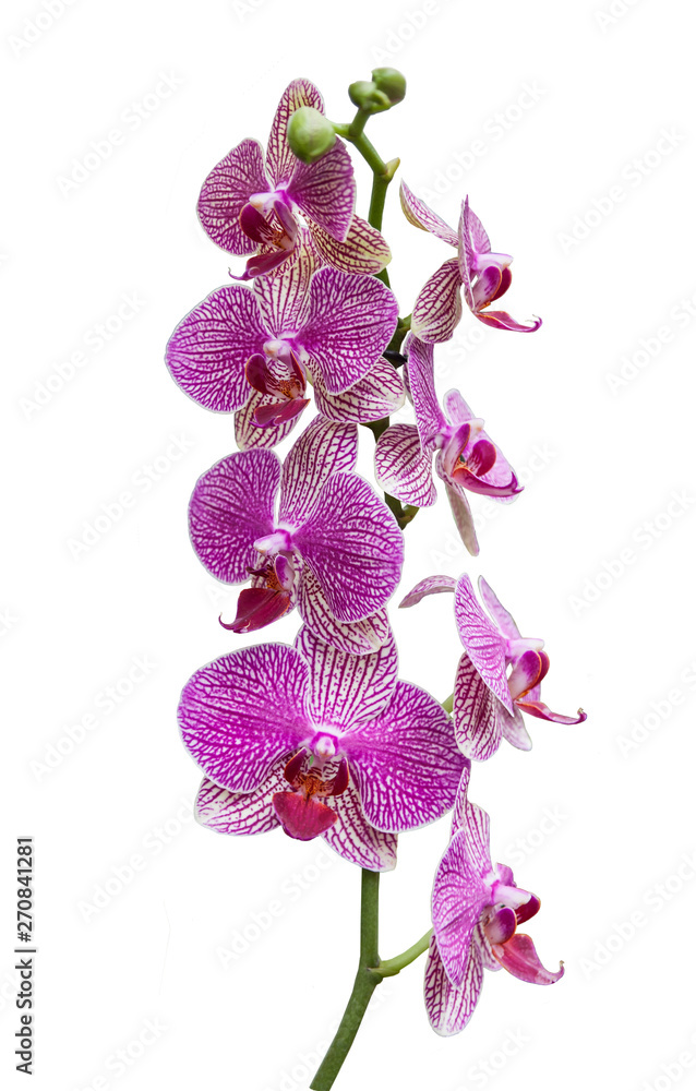Fototapeta premium The pink orchid Phalaenopsis on white background isolated