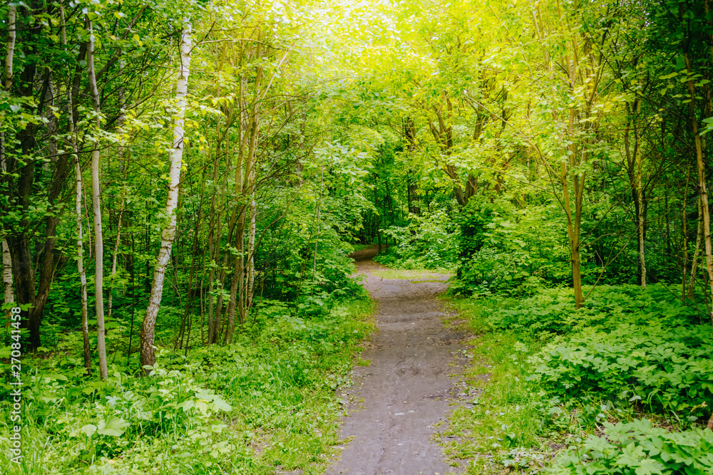 Fototapeta premium Path in the summer forest with green grass and trees
