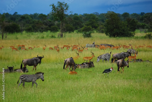 Fototapeta Naklejka Na Ścianę i Meble -  Animals on the plains of Africa