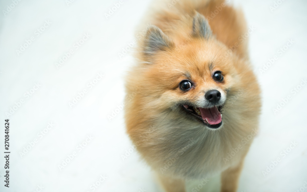 Smiling Pomeranian dog