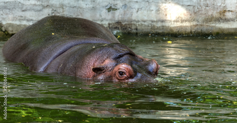 Ordinary hippopotamus in the water of the pool of the zoo aviary. The African herbivore aquatic mammals hippopotamus spends most of its time in the water of the nose and eyes Ordinary hippopotamus in the water of the pool of the zoo aviary. The African herbivore aquatic mammals hippopotamus spends most of its time in the water of the nose and eyes